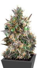 Royal Bluematic Auto fem (RQS)