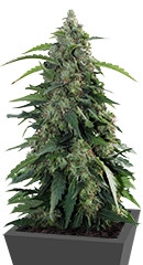 Buddha Syrup Auto fem (Buddha Seeds)