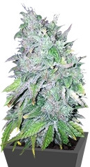 AK-48 regular (Nirvana Seeds)