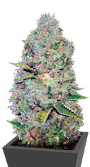 Auto Critical fem (Victory Seeds)