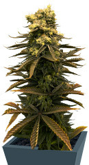 Glue Kripple fem (Dr. Krippling Seeds) семена конопли