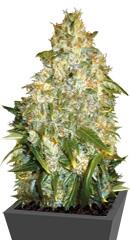 Auto Good Wild Shark fem (Bulk Seed Bank)