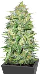 Auto Lime Skunk fem (Bulk Seed Bank)