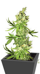 Lemon OG fem (AlphaFem Seeds)