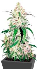Special Lime Haze fem (Bulk Seed Bank)