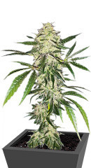 Sherbet Cuvee Cookies fem (Cali Buds Seeds) семена конопли