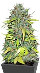 Ak fem (Bulk Seed Bank)