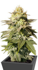 Orange Sherbet FF fem (FastBuds)