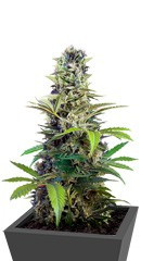 Chem Beyond Diesel CBD fem (Sweet Seeds)