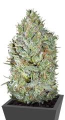 Critical Plus fem (Trikoma Seeds)