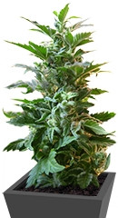 Easy Ryder auto fem (Joint Doctor)