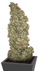 Hubble Bubble fem (Mandala Seeds)