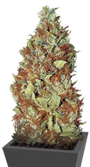 Master Kush regular (Nirvana Seeds)