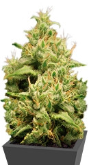 Opium fem (Paradise Seeds)