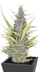 Original Auto Cheese fem (FastBuds)