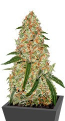 Phantom OG fem (Barney's Farm)