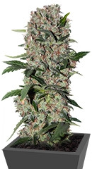 Papaya regular (Nirvana Seeds)