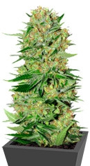 Veneno fem (Eva Seeds)