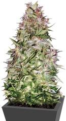 Auto White Prussian fem (Bulk Seed Bank)