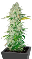 White Widow regular (Dutch Passion)