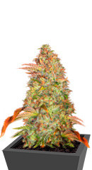 Zkittlez Auto fem (Cali Buds Seeds)