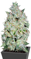 Afghan Kush Special fem (World of Seeds)