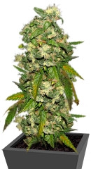 Biddy Early regular (Serious Seeds)