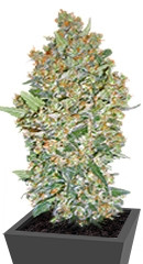 Cheese Berry (Hashchis Berry) fem (00 Seeds)