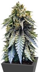 Chocolate Mint OG fem (Humboldt Seeds)