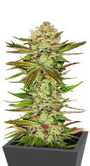 Chocolate Wafflez fem (Paradise Seeds)