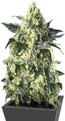 Crimea Blue fem (Barney's Farm)