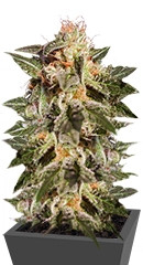 Dr. Jekill fem (Kannabia Seeds)