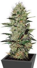 Купить семена конопли Exodus Cheese Auto мини