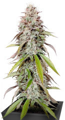 Gorilla Melon fem (FastBuds) семена конопли