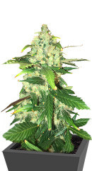 Kalashnikov Original fem (Kalashnikov Seeds)