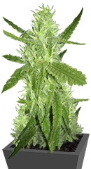 Lemon Skunk fem семена конопли Green house seeds