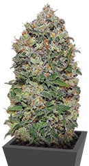 Northern Lights fem (00 seeds)