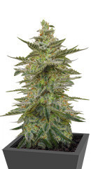 Auto Brooklyn Sunrise fem (Dutch Passion)