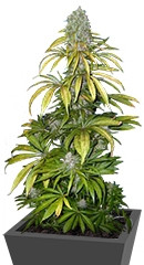 Chrystal fem (Nirvana Seeds)