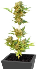 Flash Auto fem (Kannabia Seeds)