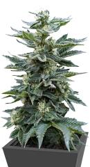 Full Moon fem (Nirvana Seeds)