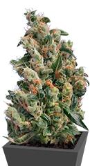 Kushage fem (TH Seeds)