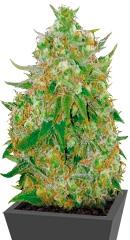 Master Kush Grand fem (Bulk Seed Bank)