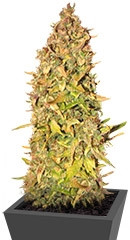 Northern Express Auto fem (FastBuds)