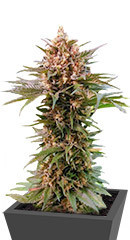 Power Russian fem (Kalashnikov Seeds)