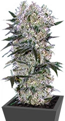 Tangelo Rapido Auto fem (Barney's Farm)