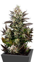 White Widow fem (Dinafem Seeds)
