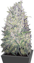 White Widow Original fem (Sumo Seeds)