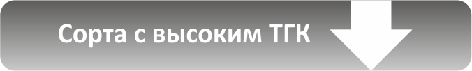 Семена конопли с высоким ТГК Семена конопли с высоким ТГК