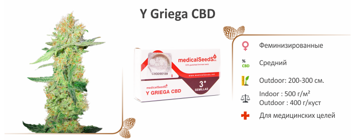 /sort/y_griega_cbd